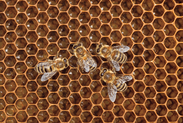 Γιατί η φύση «αγαπάει» τα εξάγωνα; Από τις κηρήθρες ως τη σύγχρονη αρχιτεκτονική [εικόνες] | iefimerida.gr 0