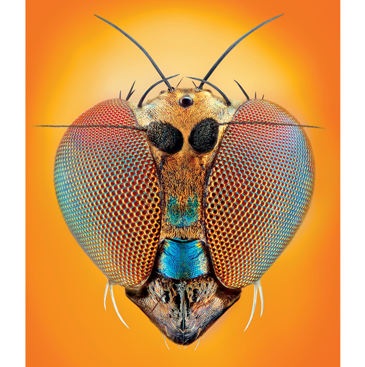 Γιατί η φύση «αγαπάει» τα εξάγωνα; Από τις κηρήθρες ως τη σύγχρονη αρχιτεκτονική [εικόνες] | iefimerida.gr 2