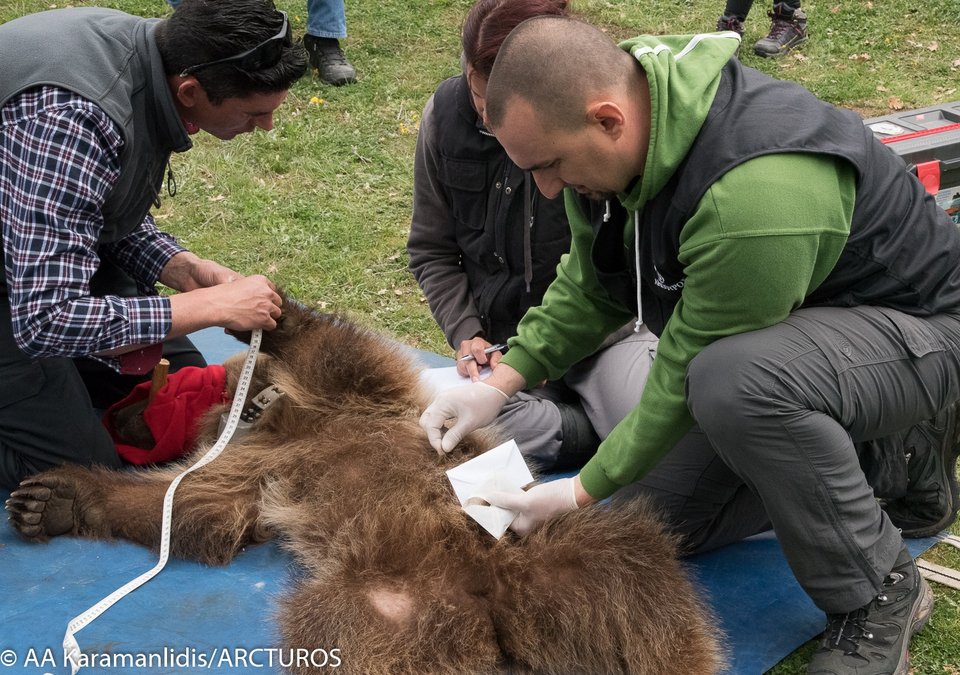 Τρέχοντας στην ελευθερία -Η στιγμή της απελευθέρωσης αρκούδας στη φύση [βίντεο & εικόνες] | iefimerida.gr 0