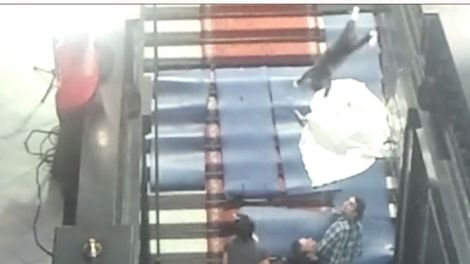 Οταν ο Γιαν Φαμπρ πετούσε γάτες στον αέρα... στο όνομα της τέχνης [εικόνες & βίντεο] | iefimerida.gr 2