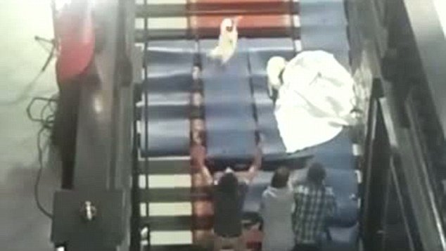 Οταν ο Γιαν Φαμπρ πετούσε γάτες στον αέρα... στο όνομα της τέχνης [εικόνες & βίντεο] | iefimerida.gr 0