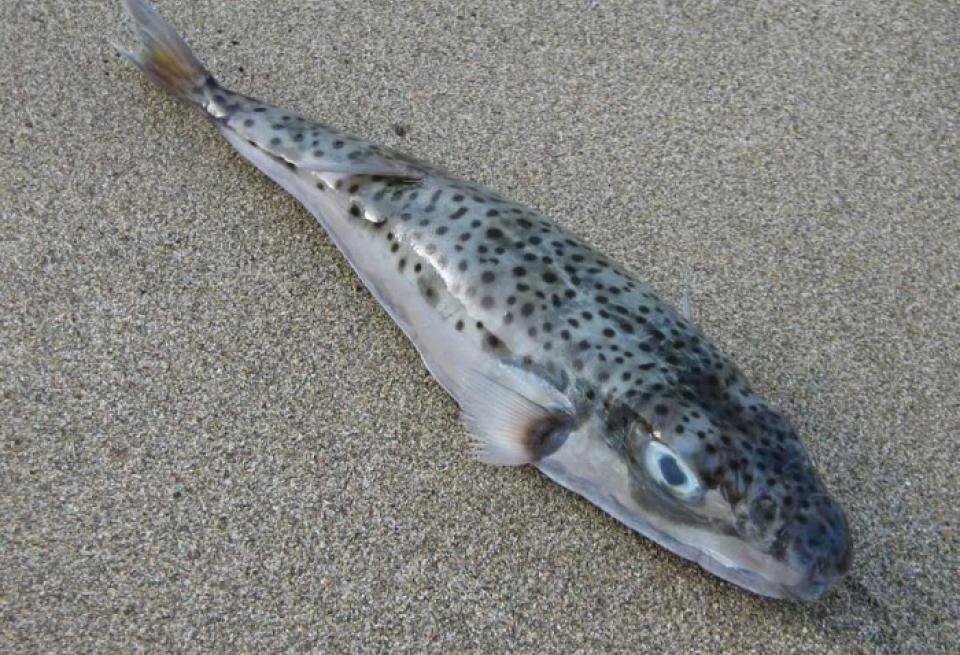 Γιατί ο λαγοκέφαλος είναι τόσο επικίνδυνο ψάρι -Κοπάδι εμφανίστηκε στον Αγιο Νικόλαο στην Κρήτη [βίντεο] | iefimerida.gr 0