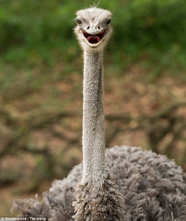 Για μια τσάντα Hermes -Σάλος με τις εικόνες από τα σφαγεία στρουθοκαμήλων [εικόνες] | iefimerida.gr 2