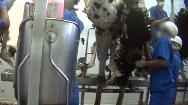 Για μια τσάντα Hermes -Σάλος με τις εικόνες από τα σφαγεία στρουθοκαμήλων [εικόνες] | iefimerida.gr 11