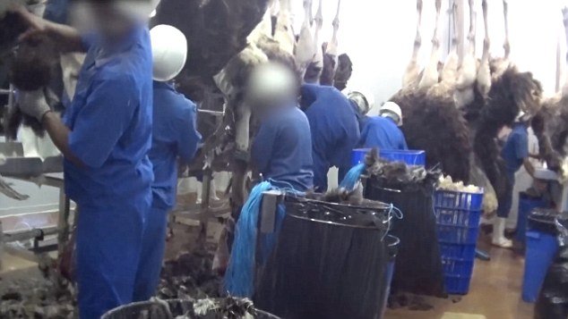 Για μια τσάντα Hermes -Σάλος με τις εικόνες από τα σφαγεία στρουθοκαμήλων [εικόνες] | iefimerida.gr 5