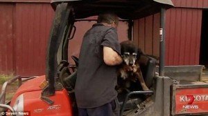 Πέθανε ο γηραιότερος σκύλος στον κόσμο -Ηταν 30 ετών [εικόνες] | iefimerida.gr 2