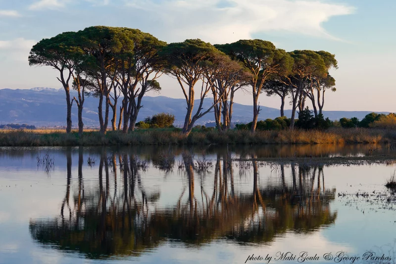 Ισως η πιο εξωτική γωνιά της Ελλάδας: Στροφυλιά -Το δάσος που φθάνει ως την παραλία με τους αμμόλοφους [βίντεο] | iefimerida.gr 9