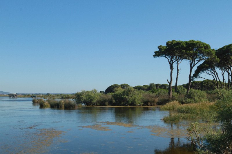 Ισως η πιο εξωτική γωνιά της Ελλάδας: Στροφυλιά -Το δάσος που φθάνει ως την παραλία με τους αμμόλοφους [βίντεο] | iefimerida.gr 2