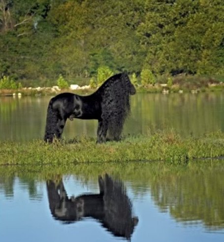Φρειδερίκος ο Μέγας: Αυτό είναι το πιο όμορφο άλογο στον κόσμο [εικόνες & βίντεο]  | iefimerida.gr 0