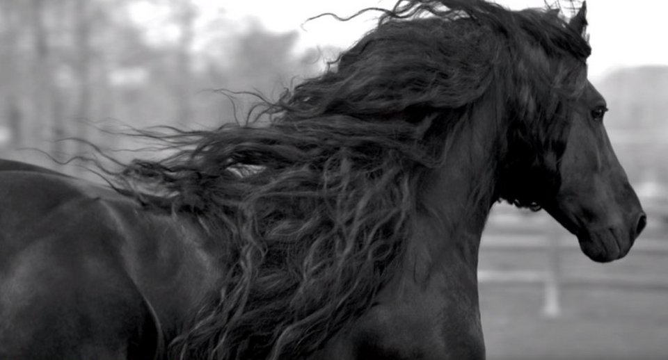 Φρειδερίκος ο Μέγας: Αυτό είναι το πιο όμορφο άλογο στον κόσμο [εικόνες & βίντεο]  | iefimerida.gr 1