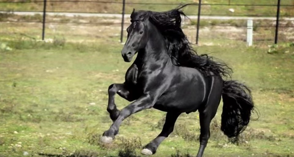 Φρειδερίκος ο Μέγας: Αυτό είναι το πιο όμορφο άλογο στον κόσμο [εικόνες & βίντεο]  | iefimerida.gr 2