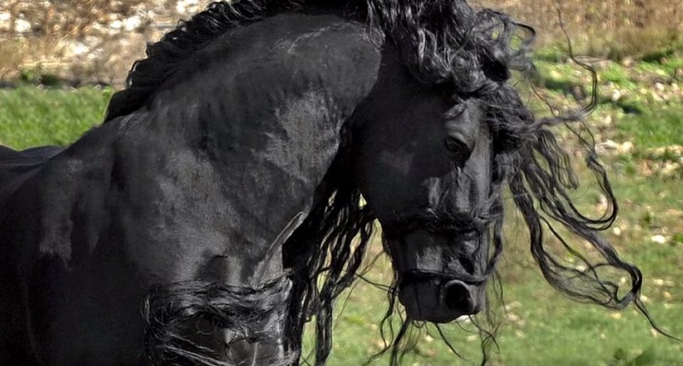 Φρειδερίκος ο Μέγας: Αυτό είναι το πιο όμορφο άλογο στον κόσμο [εικόνες & βίντεο]  | iefimerida.gr 3