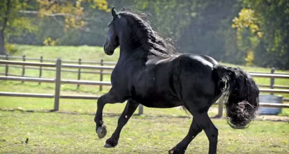 Φρειδερίκος ο Μέγας: Αυτό είναι το πιο όμορφο άλογο στον κόσμο [εικόνες & βίντεο]  | iefimerida.gr 4