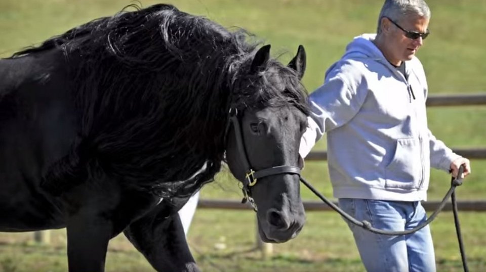 Φρειδερίκος ο Μέγας: Αυτό είναι το πιο όμορφο άλογο στον κόσμο [εικόνες & βίντεο]  | iefimerida.gr 6