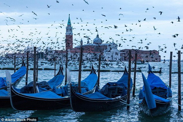 Θα ψεκάζουν τους γλάρους με σπρέι -Εχουν κατακλύσει τη Βενετία και αρπάζουν το φαΐ των τουριστών [εικόνες] | iefimerida.gr 1