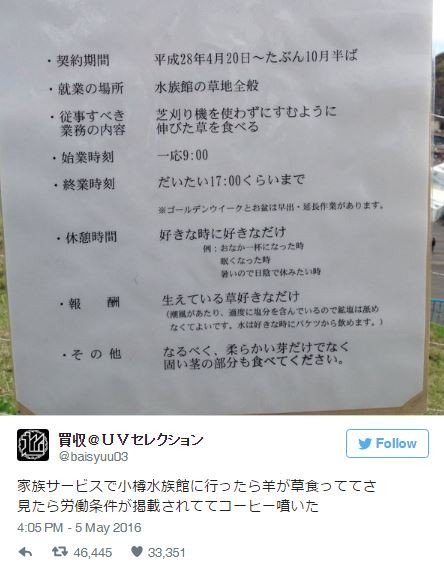 Ιαπωνία: Εταιρεία υπέγραψε συμβάσεις και με... πρόβατα -Εχουν ωράριο και διαλείμματα [εικόνες] | iefimerida.gr 1