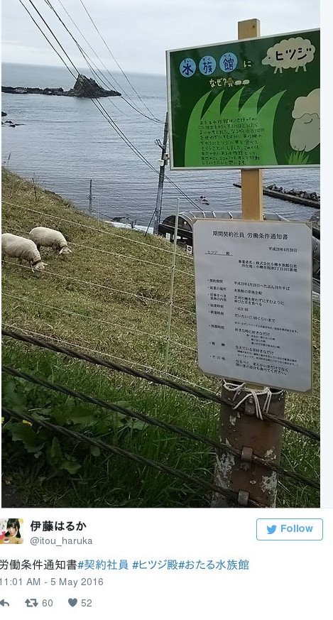 Ιαπωνία: Εταιρεία υπέγραψε συμβάσεις και με... πρόβατα -Εχουν ωράριο και διαλείμματα [εικόνες] | iefimerida.gr 0