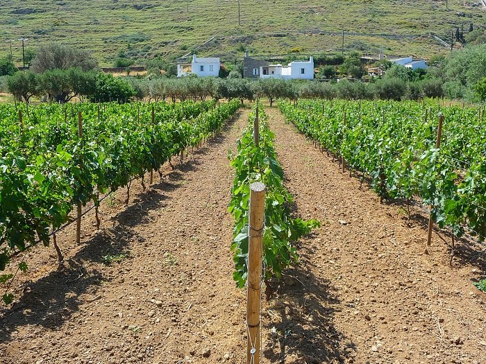 Μπισκότα από βελανίδι -Η απίστευτη επιχείρηση μιας Αμερικανίδας στην Τζια [εικόνες] | iefimerida.gr 3