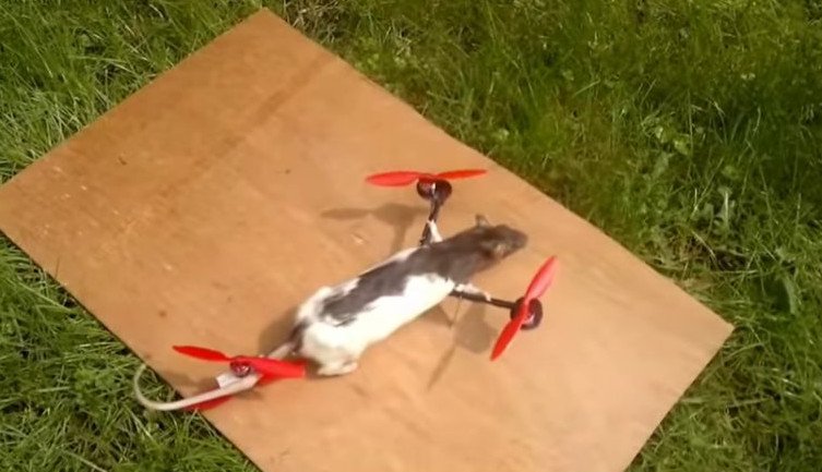 Ο Ολλανδός που κάνει την τρέλα του τέχνη -Ταρίχευσε τον γάτο του και τον έκανε drone [εικόνες&βίντεο] | iefimerida.gr 5