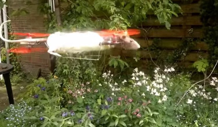 Ο Ολλανδός που κάνει την τρέλα του τέχνη -Ταρίχευσε τον γάτο του και τον έκανε drone [εικόνες&βίντεο] | iefimerida.gr 6