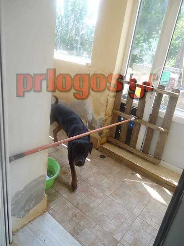 Μέσα στο σπίτι με τα ροτβάιλερ -Εδώ κατασπάραξαν τον 5χρονο [εικόνες] | iefimerida.gr 1