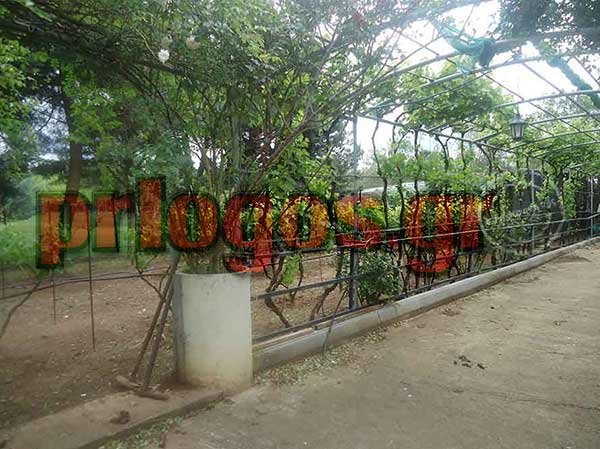 Μέσα στο σπίτι με τα ροτβάιλερ -Εδώ κατασπάραξαν τον 5χρονο [εικόνες] | iefimerida.gr 5