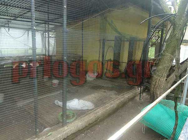 Μέσα στο σπίτι με τα ροτβάιλερ -Εδώ κατασπάραξαν τον 5χρονο [εικόνες] | iefimerida.gr 6