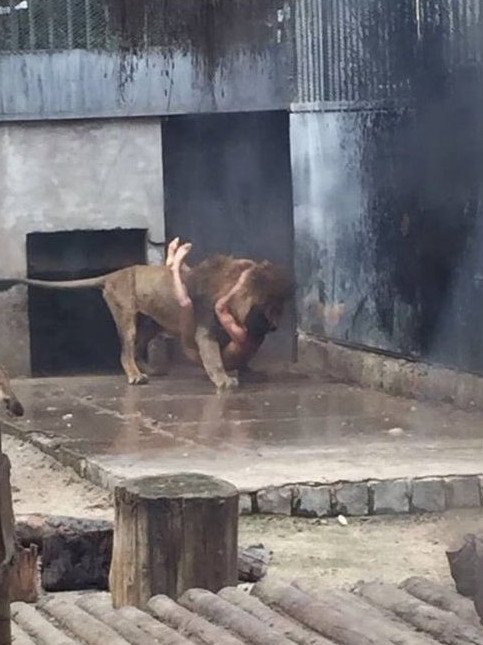 Απίστευτο: 20χρονος στην Χιλή πηδάει γυμνός μέσα σε κλουβί με λιοντάρια [σκληρές εικόνες & βίντεο] | iefimerida.gr 1