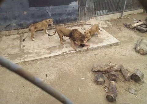 Απίστευτο: 20χρονος στην Χιλή πηδάει γυμνός μέσα σε κλουβί με λιοντάρια [σκληρές εικόνες & βίντεο] | iefimerida.gr 0