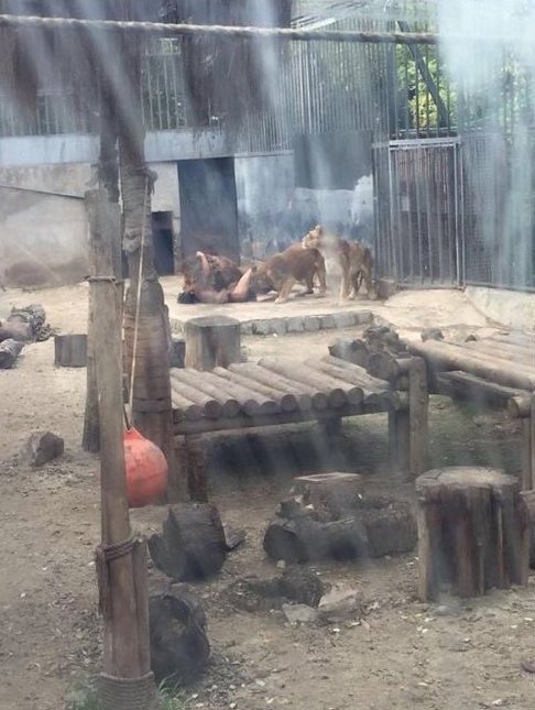 Απίστευτο: 20χρονος στην Χιλή πηδάει γυμνός μέσα σε κλουβί με λιοντάρια [σκληρές εικόνες & βίντεο] | iefimerida.gr 2