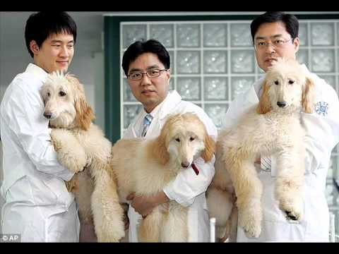 Κίνα: Θα κλωνοποιήσουν εκατομμύρια ζώα και ετοιμάζονται να κλωνοποιήσουν τον άνθρωπο [εικόνες] | iefimerida.gr 7