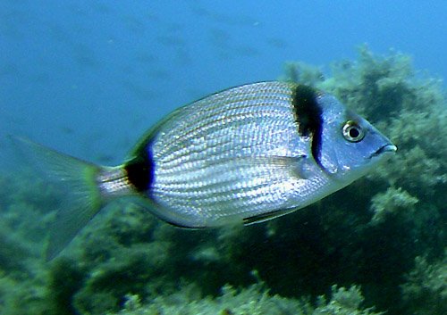 Αγνωστο είδος ψαριού πιάστηκε στα δίχτυα ψαρά στη Μυτιλήνη [εικόνες] | iefimerida.gr 5