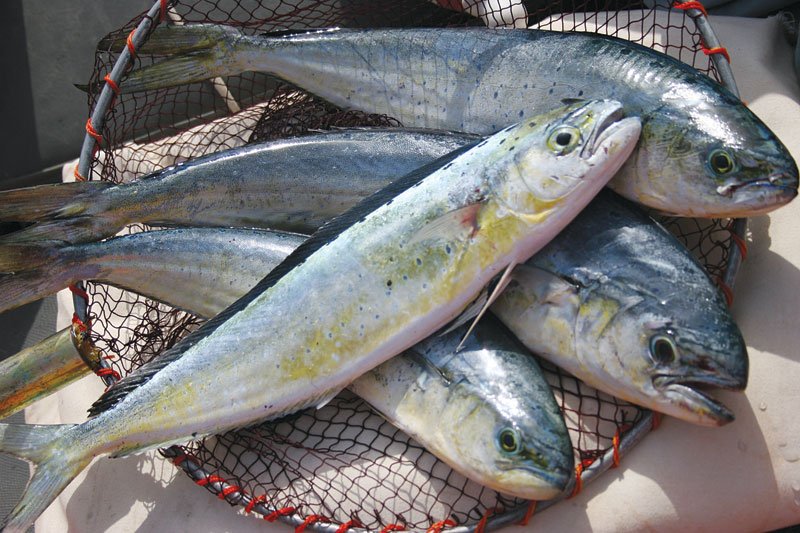 Αγνωστο είδος ψαριού πιάστηκε στα δίχτυα ψαρά στη Μυτιλήνη [εικόνες] | iefimerida.gr 3