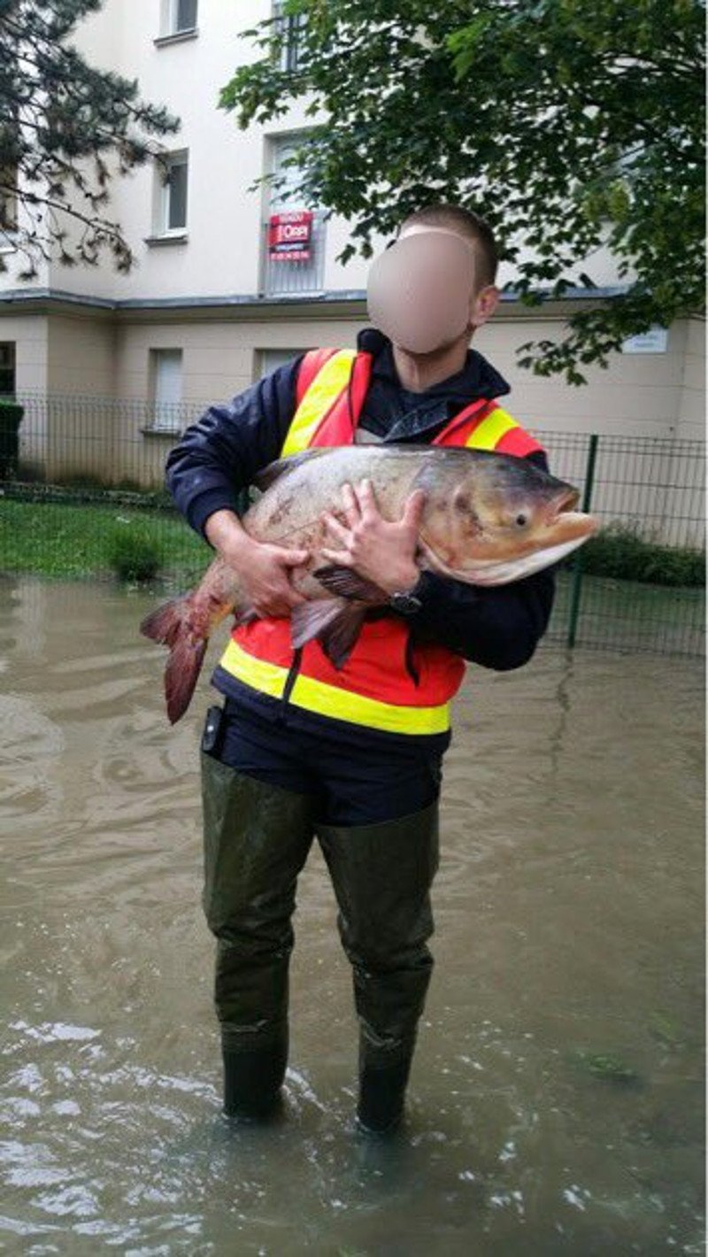 Ψάρια κολυμπούν στους πλημμυρισμένους δρόμους της Γαλλίας ανάμεσα στα αυτοκίνητα [εικόνα] | iefimerida.gr 1