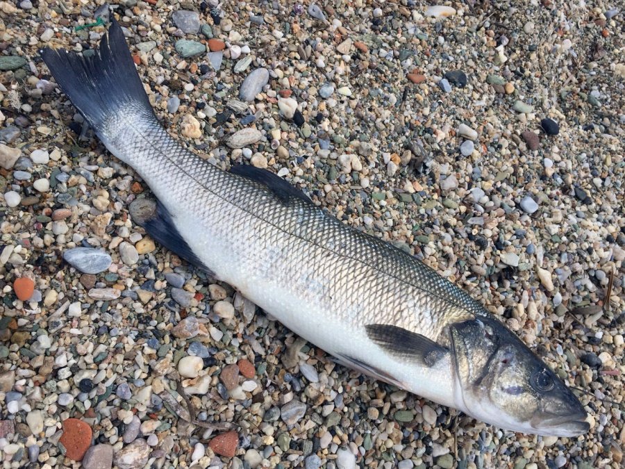 Αγνωστο είδος ψαριού πιάστηκε στα δίχτυα ψαρά στη Μυτιλήνη [εικόνες] | iefimerida.gr 2