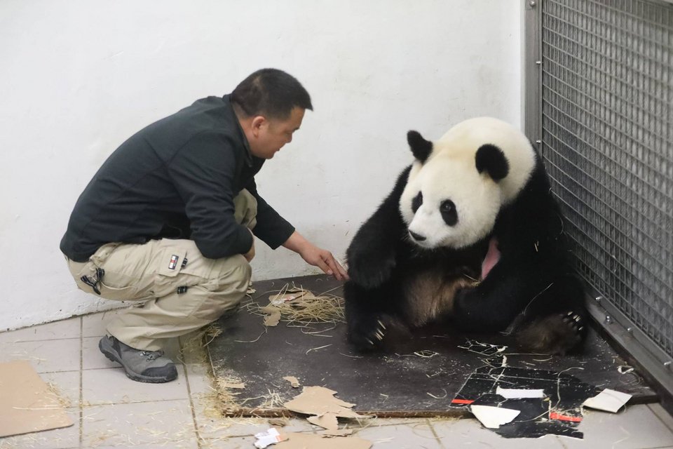 Ενα μικρό θαύμα: Γεννήθηκε γιγαντιαίο πάντα στην Ευρώπη! [εικόνες] | iefimerida.gr 1