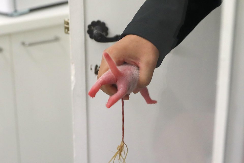 Ενα μικρό θαύμα: Γεννήθηκε γιγαντιαίο πάντα στην Ευρώπη! [εικόνες] | iefimerida.gr 3