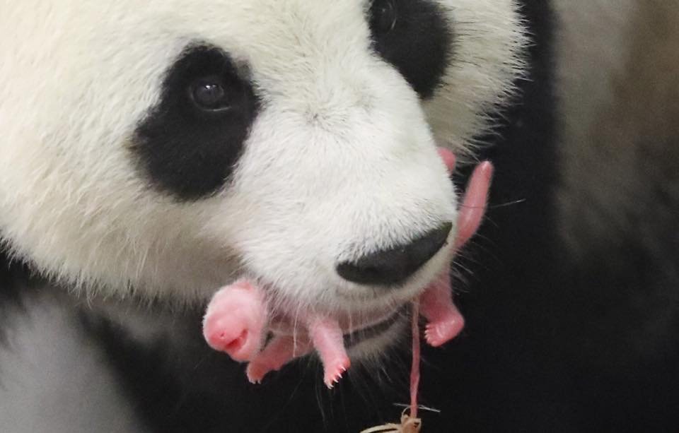 Ενα μικρό θαύμα: Γεννήθηκε γιγαντιαίο πάντα στην Ευρώπη! [εικόνες] | iefimerida.gr 0