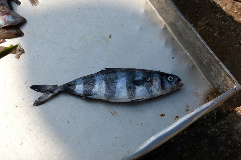 Αγνωστο είδος ψαριού πιάστηκε στα δίχτυα ψαρά στη Μυτιλήνη [εικόνες] | iefimerida.gr 0