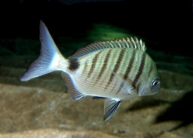 Αγνωστο είδος ψαριού πιάστηκε στα δίχτυα ψαρά στη Μυτιλήνη [εικόνες] | iefimerida.gr 4