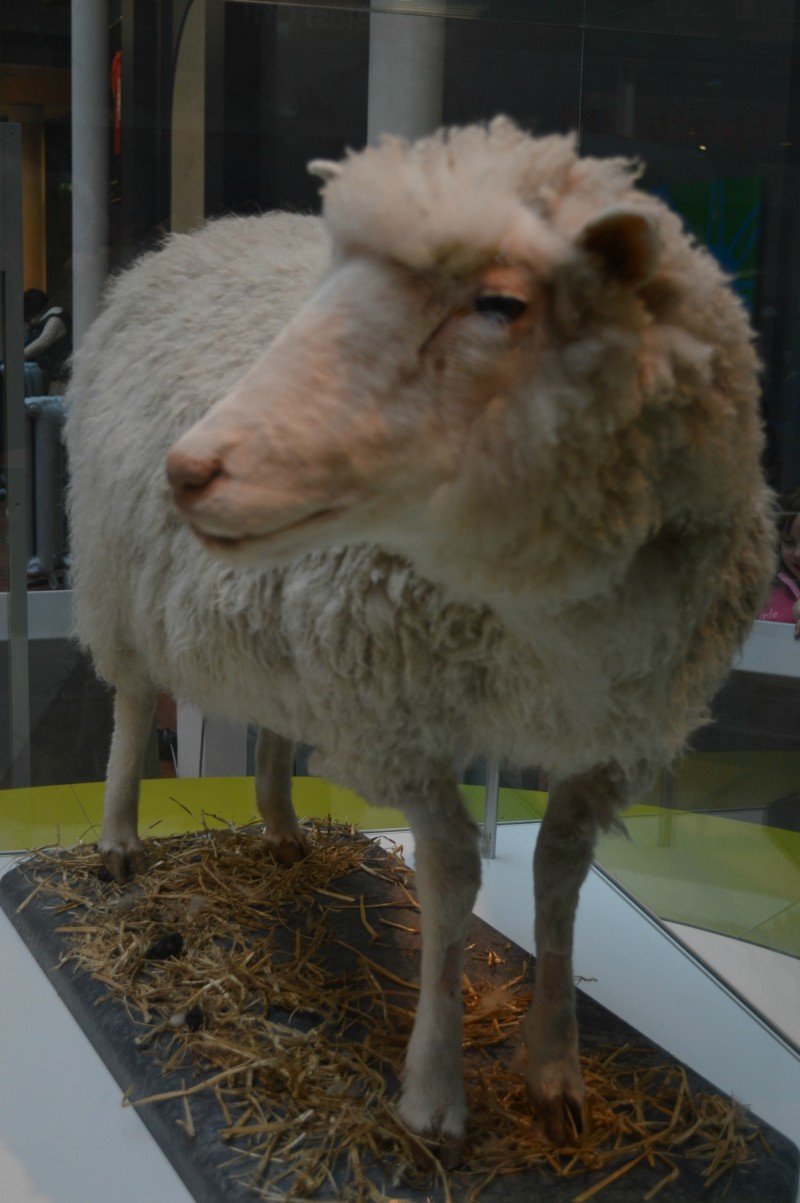 20 χρόνια μετά την Ντόλυ, τρώμε κλωνοποιημένο κρέας; [εικόνες] | iefimerida.gr 3