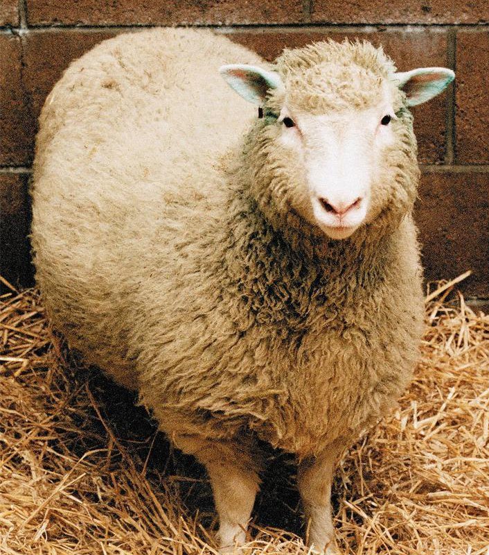 20 χρόνια μετά την Ντόλυ, τρώμε κλωνοποιημένο κρέας; [εικόνες] | iefimerida.gr 5