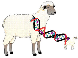 20 χρόνια μετά την Ντόλυ, τρώμε κλωνοποιημένο κρέας; [εικόνες] | iefimerida.gr 4