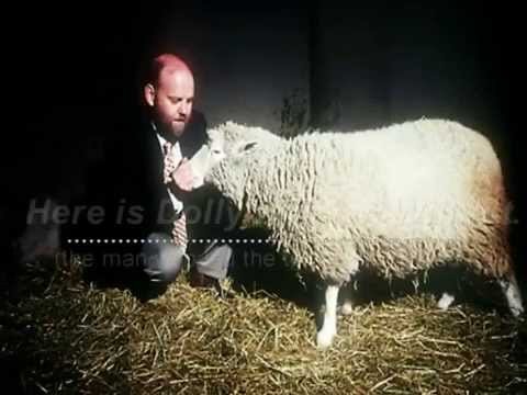 20 χρόνια μετά την Ντόλυ, τρώμε κλωνοποιημένο κρέας; [εικόνες] | iefimerida.gr 6