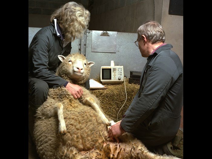 20 χρόνια μετά την Ντόλυ, τρώμε κλωνοποιημένο κρέας; [εικόνες] | iefimerida.gr 2