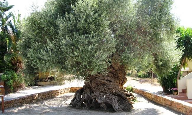 O Γιώργος Κουρής έστειλε επιστολή στη... NASA -Η μεγαλύτερη ελιά βρίσκεται στο κτήμα μου! [εικόνες] | iefimerida.gr 1