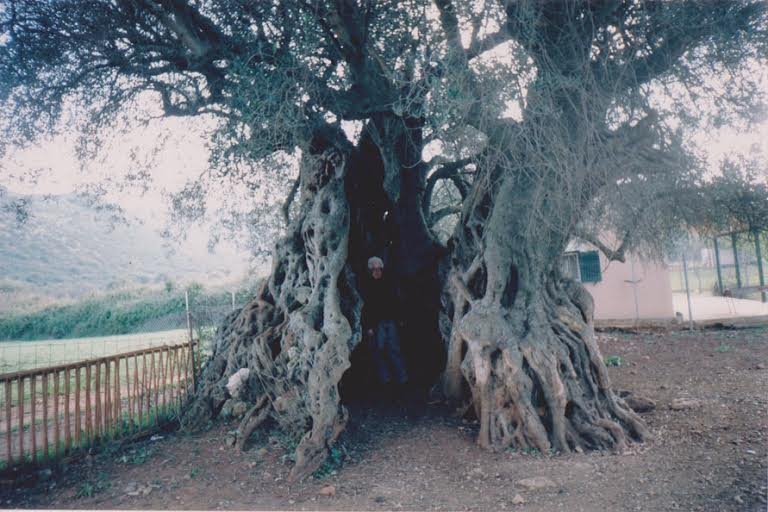 O Γιώργος Κουρής έστειλε επιστολή στη... NASA -Η μεγαλύτερη ελιά βρίσκεται στο κτήμα μου! [εικόνες] | iefimerida.gr 0
