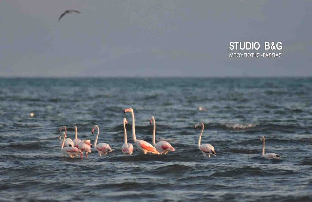 Μαγεία στο Ναύπλιο: Εμφανίστηκαν 10 πανέμορφα ροζ φλαμίνγκο [εικόνες & βίντεο] | iefimerida.gr 0