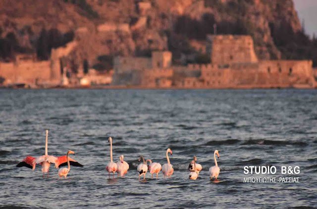 Μαγεία στο Ναύπλιο: Εμφανίστηκαν 10 πανέμορφα ροζ φλαμίνγκο [εικόνες & βίντεο] | iefimerida.gr 2