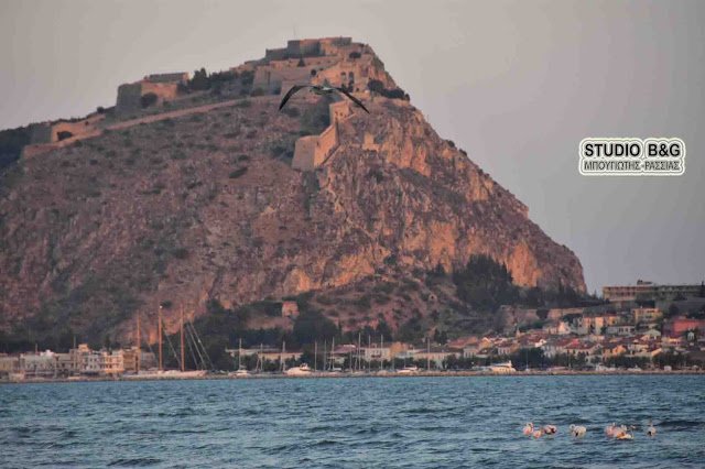 Μαγεία στο Ναύπλιο: Εμφανίστηκαν 10 πανέμορφα ροζ φλαμίνγκο [εικόνες & βίντεο] | iefimerida.gr 3